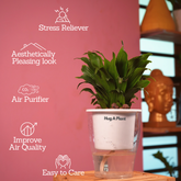 Dracaena Compacta - Live Plant (With 5 Inch Self-Watering Pot & Plant)