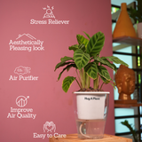 Calathea Zebrina / Zebra Plant - Live Plant (With 5 Inch Self-Watering Pot & Plant)