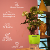Syngonium Red Plum Plant (Pink veins) - Live Plant (With Self-Watering Pot & Plant)
