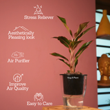 Aglaonema Lipstick - Live Plant (With 5 Inch Self-Watering Pot & Plant)