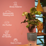 Syngonium Red Plum Plant (Pink veins) - Live Plant (With Self-Watering Pot & Plant)