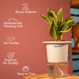 Sansevieria Crooked / Snake Plant (Dracaena trifasciata)- Live Plant (With 5 Inch Self-Watering Pot & Plant)