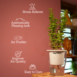 Jade Plant (Crassula Argentea) - Live Plant (With Self-Watering Pot & Plant)