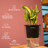 Sansevieria Crooked / Snake Plant (Dracaena trifasciata)- Live Plant (With 5 Inch Self-Watering Pot & Plant)
