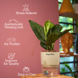 Monstera Peru (Monstera karstenianum)- Live Plant (With 4 Inch Self-Watering Pot & Plant)