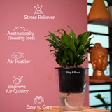 Dracaena Compacta - Live Plant (With 5 Inch Self-Watering Pot & Plant)