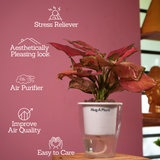 Aglaonema Red Angel / Chinese Evergreen (Aglaonema commutatum)- Live Plant (With 5 Inch Self-Watering Pot & Plant)