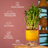 3 Layer Lucky Bamboo - Live Plant (With Self-Watering Pot & Plant)