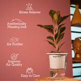 Aglaonema Lipstick - Live Plant (With 5 Inch Self-Watering Pot & Plant)