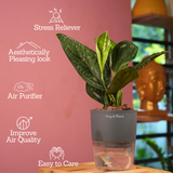 Monstera Peru (Monstera karstenianum)- Live Plant (With 4 Inch Self-Watering Pot & Plant)