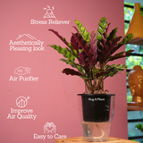 Calathea insignis (Goeppertia insignis) - Live Plant (With 5 Inch Self-Watering Pot & Plant)