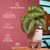 Silver Pictus / Silver Satin Pothos - Live Plant ( 4 Inch With Self-Watering Pot & Plant)