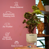 Syngonium Red Plum Plant (Pink veins) - Live Plant (With Self-Watering Pot & Plant)