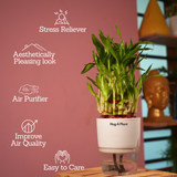 3 Layer Lucky Bamboo - Live Plant (With Self-Watering Pot & Plant)