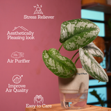 Silver Pictus / Silver Satin Pothos - Live Plant ( 4 Inch With Self-Watering Pot & Plant)