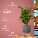 Chamaedorea Palm (Chamaedorea seifrizii) - Live Plant (With Self-Watering Pot & Plant)