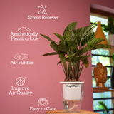 Calathea Freddie / Peacock Plant- Live Plant (With 5 Inch Self-Watering Pot & Plant)