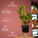 ZZ Plant Green (Zamioculcas zamiifolia) - Live Plant ( With 5 Inch Self-Watering Pot & Plant)