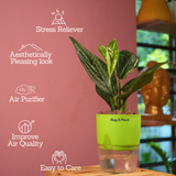 Monstera Peru (Monstera karstenianum)- Live Plant (With 4 Inch Self-Watering Pot & Plant)