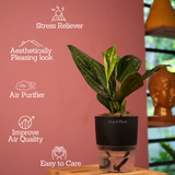 Monstera Peru (Monstera karstenianum)- Live Plant (With 4 Inch Self-Watering Pot & Plant)