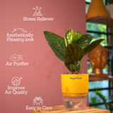 Monstera Peru (Monstera karstenianum)- Live Plant (With 4 Inch Self-Watering Pot & Plant)