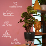 Syngonium Red Plum Plant (Pink veins) - Live Plant (With Self-Watering Pot & Plant)