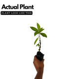 Navagraha: Shukran (Plant: Indian Fig / Anjeer / Common Fig) Fruit Live Plant (Home & Garden)