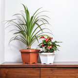 Hug A Plant | Bello Square 25CM Plastic Pot for Home & Garden (Pack of 1)