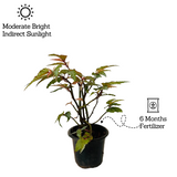 Angel Wing Begonia - Live Plant (Home & Garden)