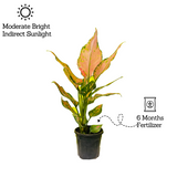 Aglaonema Red Angel / Chinese Evergreen (Aglaonema commutatum)- Live Plant in 10cm Pot
