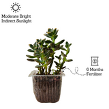 Graptosedum Succulent Live Plant