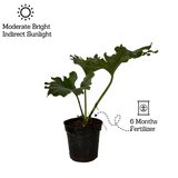 Philodendron Selloum Green - Live Plant (Home & Garden)