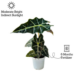 Alocasia Polly / African Mask / Elephant Ear (Alocasia x amazonica 'Polly') - Live Plant (Home & Garden)
