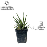 Zebra Haworthia | Haworthia Fasciata - Succulent Live Plant (Home & Garden)