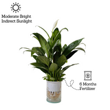 Peace Lily in Selfwatering Pot (Spathiphyllum) Flowering/Ornamental Live Plan (Home & Garden)