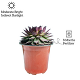 Sempervivum Brown Tip - Live Plant (Home & Garden)