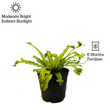 Asplenium Nidus Crissie Fern- Live Plant In 5 Inch Pot (Home & Garden)