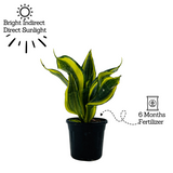 Sansevieria Crooked / Snake Plant (Dracaena trifasciata)- Live Plant in 4inch pot (Home & Garden)