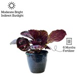 Calathea Roseopicta ƒ??Dottieƒ?? - Live Plant (Home & Garden)