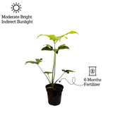 Philodendron Goeldi (Thaumatophyllum Spruceanum) - Live Plant In 5 Inch Pot (Home & Garden)