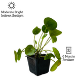 Chinese Money Plant (Pilea peperomioides) - Live Plant (Home & Garden)
