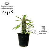 Madagascar Palm Miniature- Live Plant in 6inch Pot (Home & Garden)
