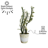 Pedilanthus Nana Variegated / Zig-Zag / Devils Backbone (Tithymaloides Nana) - Live Plant (Home & Garden)