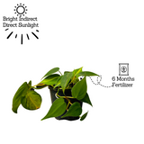 Philodendron Oxycardium Brasil With 4 Inch Pot (Home & Garden)