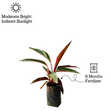 Calathea Stromanthe Triostar - Live Plant (Home & Garden)