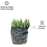 Aloe Flow - Live Succulent Plant (Home & Garden)