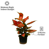 Aglaonema Maroon Beauty (Aglaonema Costatum) - Live Plant (Home & Garden)