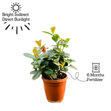 Red Ixora Miniature / Chethi (Ixora coccinea) Flowering/Ornamental Live Plant (Home & Garden)