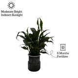 Peace Lily (Small Leaf) in Selfwatering Pot (Spathiphyllum) Flowering/Ornamental Live Plan (Home & Garden)