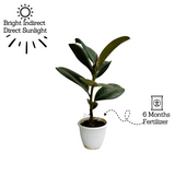 Green Rubber Plant, Ficus elastica - Live Plant (Home & Garden)